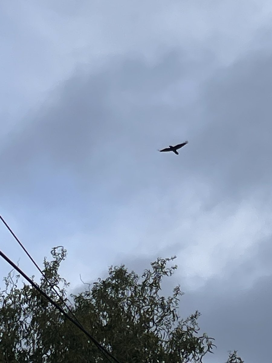 lizzielogs's tweet photo. @ravenmaster1  This Raven has been flying around my farm in Essex for a couple years and has befriended my resident crows Mr &amp; Mrs Cornelius. It has a very distinctive call, loves apples and is not as shy of people as expected. Someone suggested today it might be one of yours? https://t.co/gkFgHZF7LE