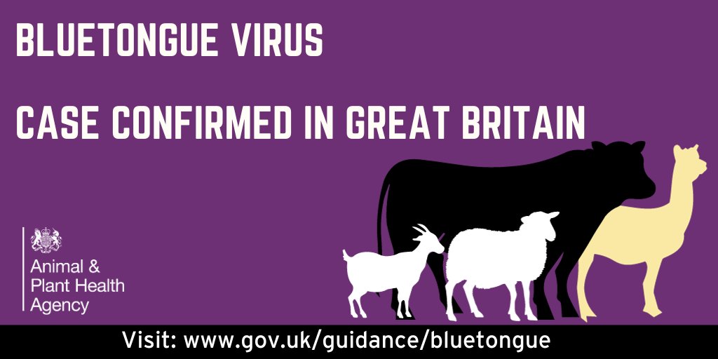 Bluetongue has been confirmed in a single animal near Canterbury, Canterbury, Kent. Livestock keepers must remain vigilant and follow the restrictions on animal movements. More info is available on GOV.UK at: gov.uk/guidance/bluet…
#Bluetongue #LivestockKeepers
