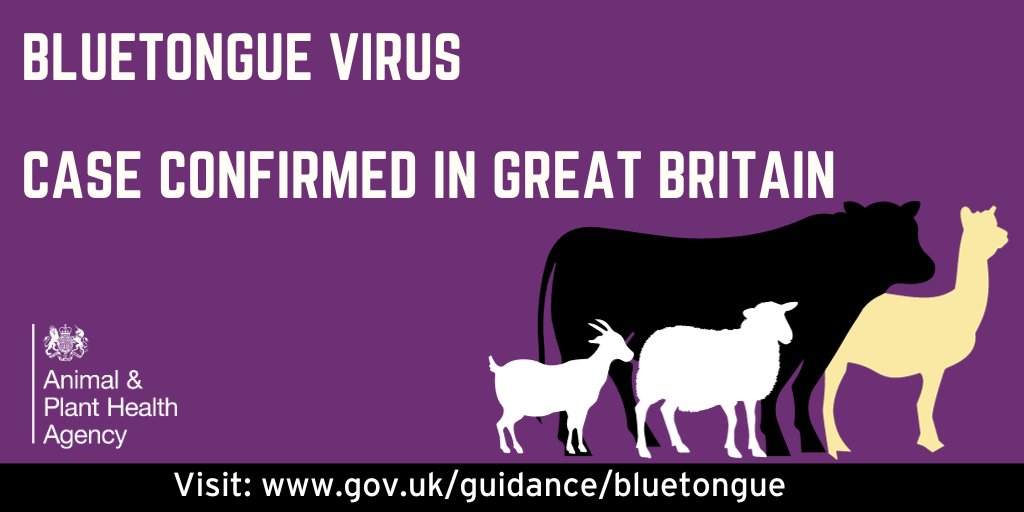Bluetongue has been confirmed in a single animal near Canterbury, Canterbury, Kent. Livestock keepers must remain vigilant and follow the restrictions on animal movements. More info is available on GOV.UK at: gov.uk/guidance/bluet… #Bluetongue #LivestockKeepers