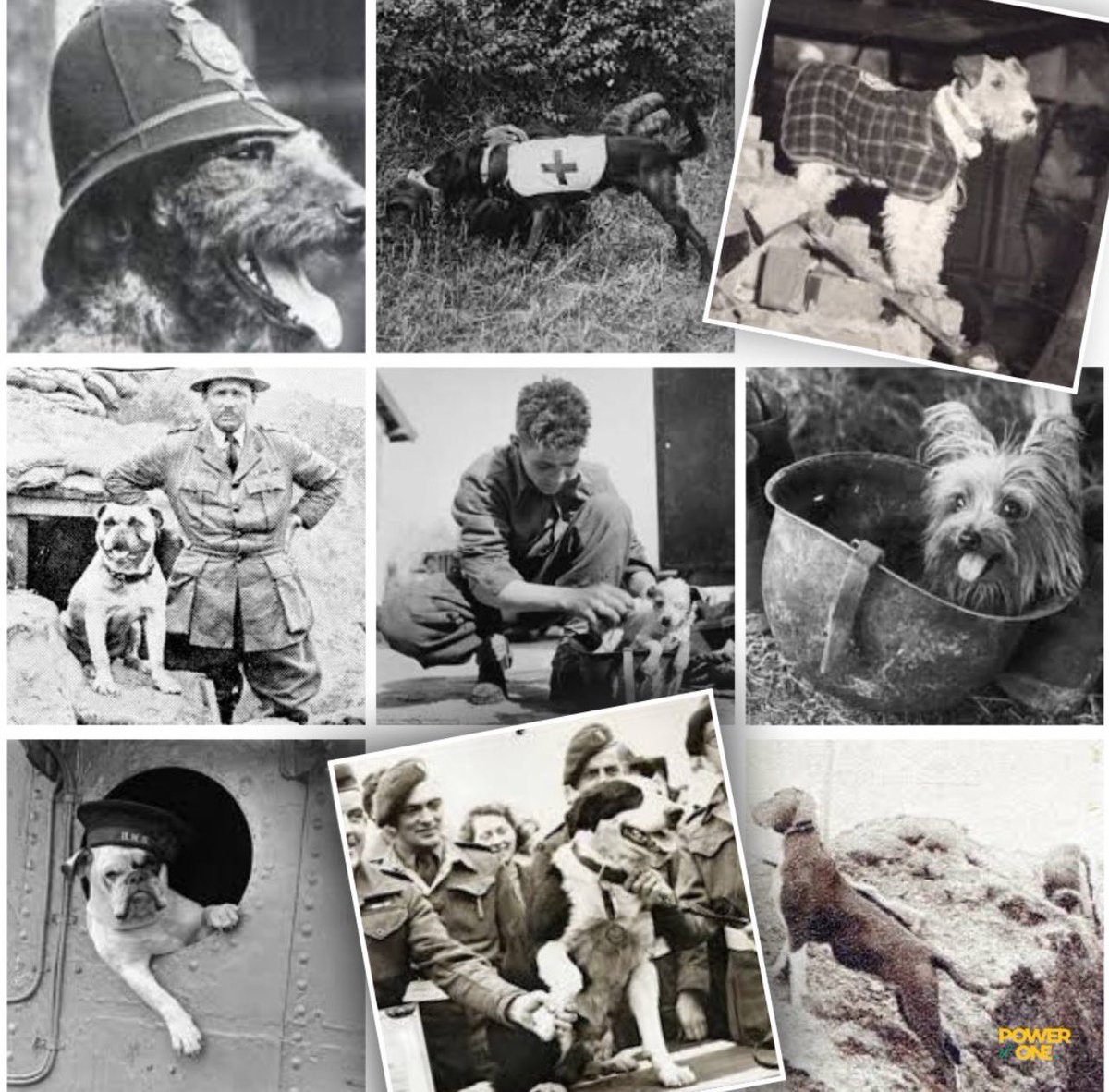 On this Armistice Day, let's take a moment to honour the often unsung heroes of war - the animals who served alongside our soldiers. #ArmisticeDay2023 #dogs #Heroes #animals