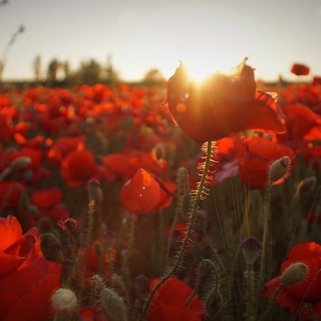 ThisIsSamRadio's tweet image. Remembering those that have fallen on Armistice day.