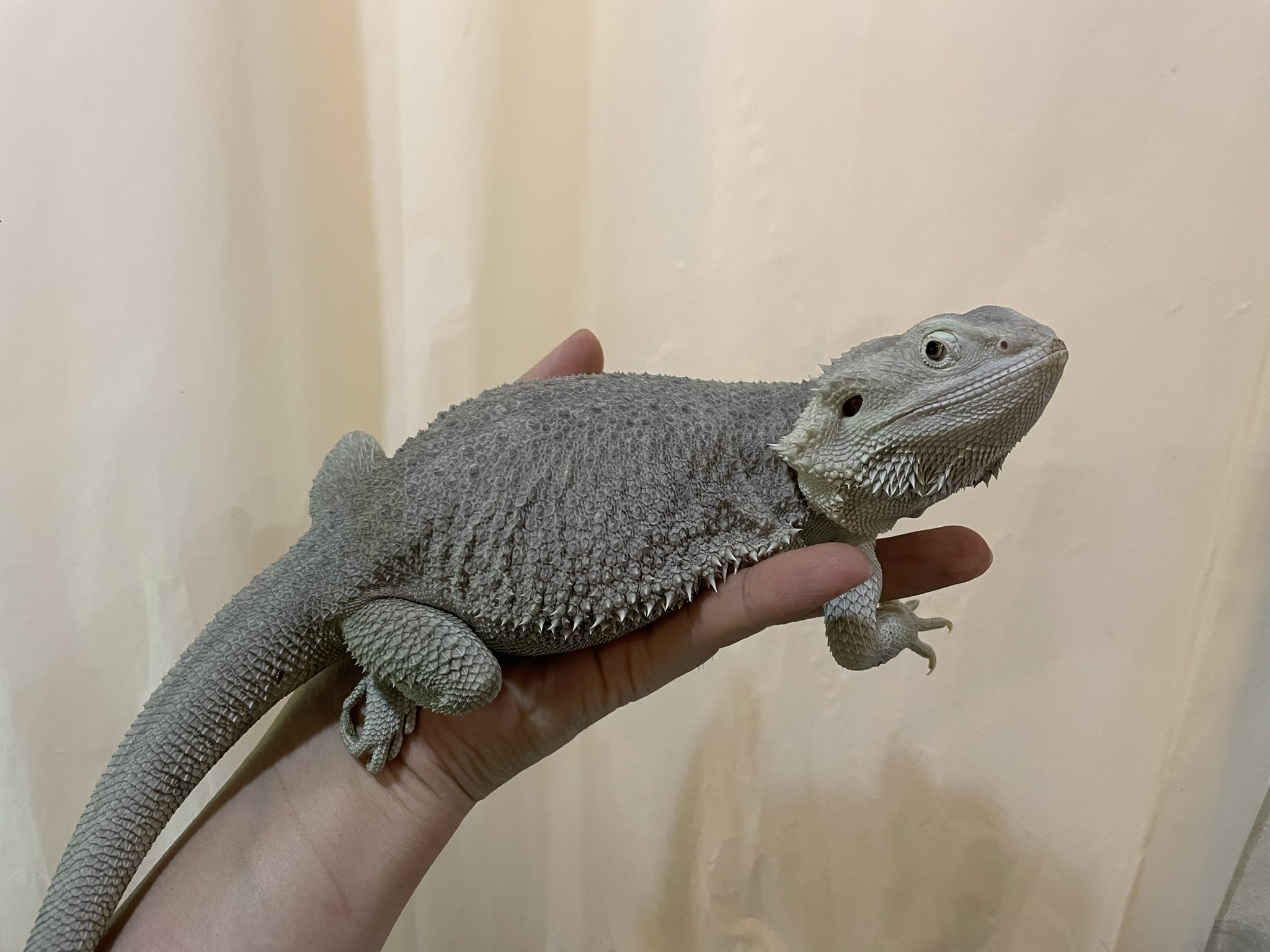 No.264】キラッキラシリーズ ビジュー トカゲ 薄ピンク