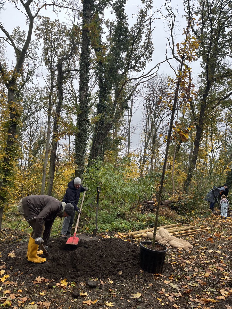 Riesen_klein's tweet photo. Wir haben heute 🌳🌳 #Bäume gespendet und gepflanzt - ein Geschenk an unsere Stadt. #Halle #Amselgrund Wir werden sie mit den Kindern besuchen, gießen und pflegen - mögen sie groß, stark und alt werden. #Team #Kinder #Bildungshaus #Klimaschutz #Engagement #Traubeneiche #Herbst https://t.co/Gg5VniQYLo