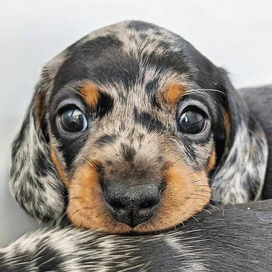 thdachshund's tweet photo. https://t.co/EwlcID0PW5