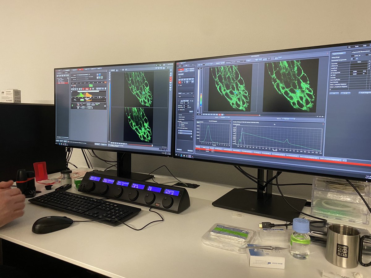 ClmentChambaud's tweet photo. Thanks to Clement from @LeicaMicro that introduce to us the Leica stelaris falcon to try out Arabidopsis root tip with autophagy and lipid sensors but also TEM grids for Correlative microscopy @LBM_Bordeaux @amandinepiv #mifobio2023 https://t.co/2T76ePCdCb