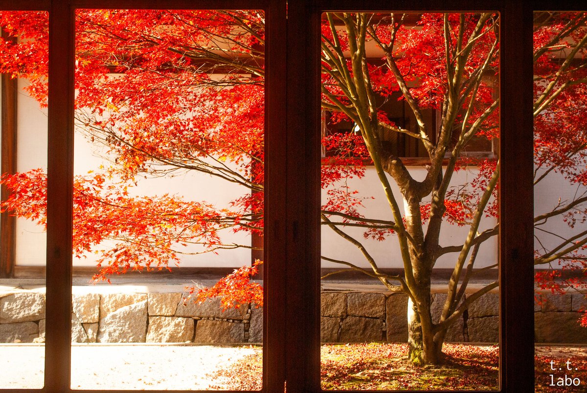 静かな秋を嗜む

#ファインダー越しの私の世界 
#私とニコンで見た世界 #NikonD3000
