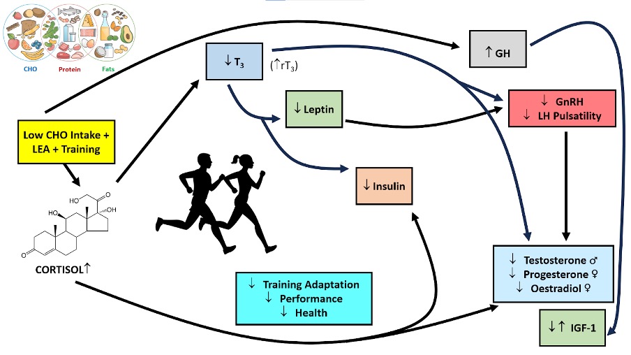 #BJSMBlog: Low carbohydrate intake amplifies low energy availability hormonal disturbances 🏃‍♀️🧐 We propose this hypothetical model for REDs endocrine disruptions ⚡️ Want to brush-up on physiology? 👀 READ HERE ➡️ bit.ly/45rKIt6 👏 @AC_Hackney