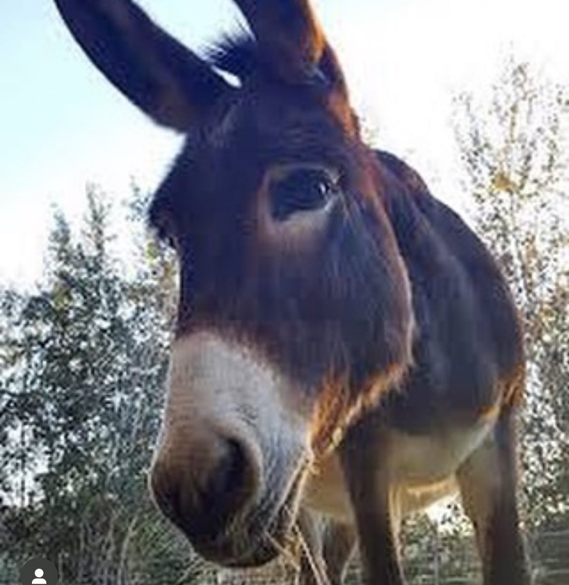 We are excited to announce we have a brand new channel coming very soon! The next show will be Friday 17th November! The show will have Jacobs Ridge Animal Sanctuary and the handsome charismatic superstar Steve the Donkey 🫏 Join us next week! #TheWonderBirdsShow #donkeysanctuary