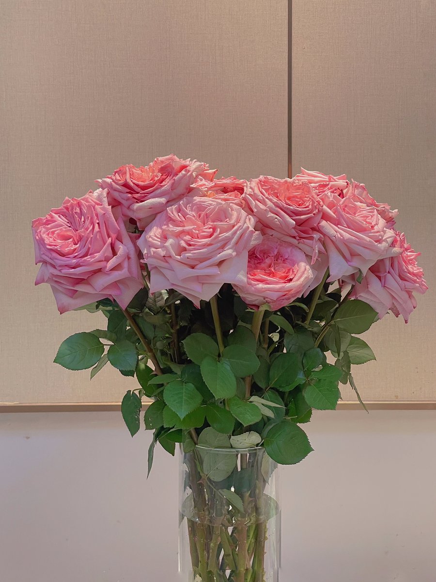 fjnesoi456's tweet photo. フランス料理

#ストロベリースウィング #ばら #バラ #バラの花 #秋バラ #バラのある暮らし #植物#植物のある暮らし #appleroses #屋上菜園 #屋上栽培 #ベランダガーデン #ベランダ菜園 https://t.co/xkhWJJhviD