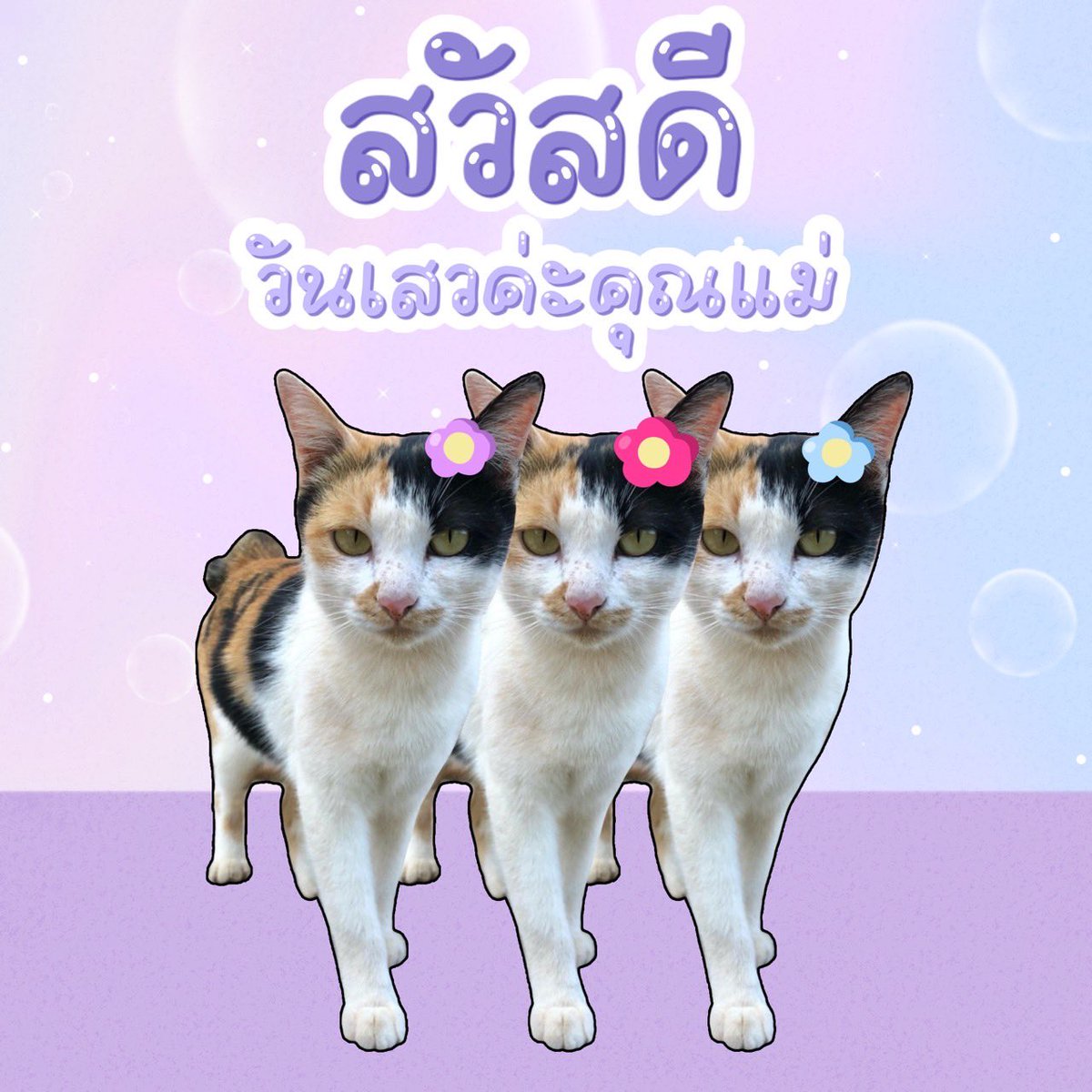 หน่วยกิตแมววัว tweet media