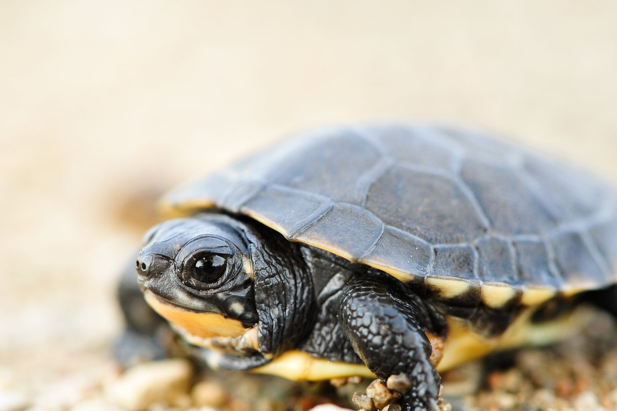 Turtles need our help. 

<a href="/OntarioTurtleCC/">Ontario Turtle Conservation Centre</a> rescues, rehabilitates, and releases thousands of turtles every year.

You can support their work with direct donations at ontarioturtle.ca/donation-optio…

Or by purchasing 50/50 tickets!!

rafflebox.ca/raffle/otcc-ja…