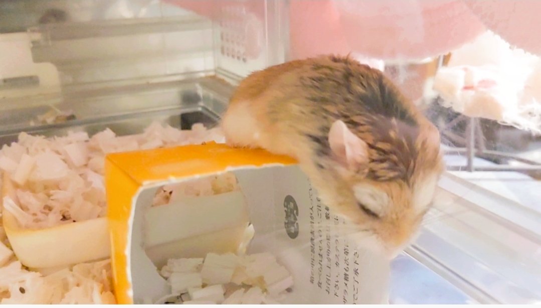 眠たい時は、どんな体勢でも寝れちゃう🐹💤
おやすみなさい💖✨️
#ハムスター #ハムスターのいる生活 #ロボロフスキーハムスター #itsumoさんちのハムスター