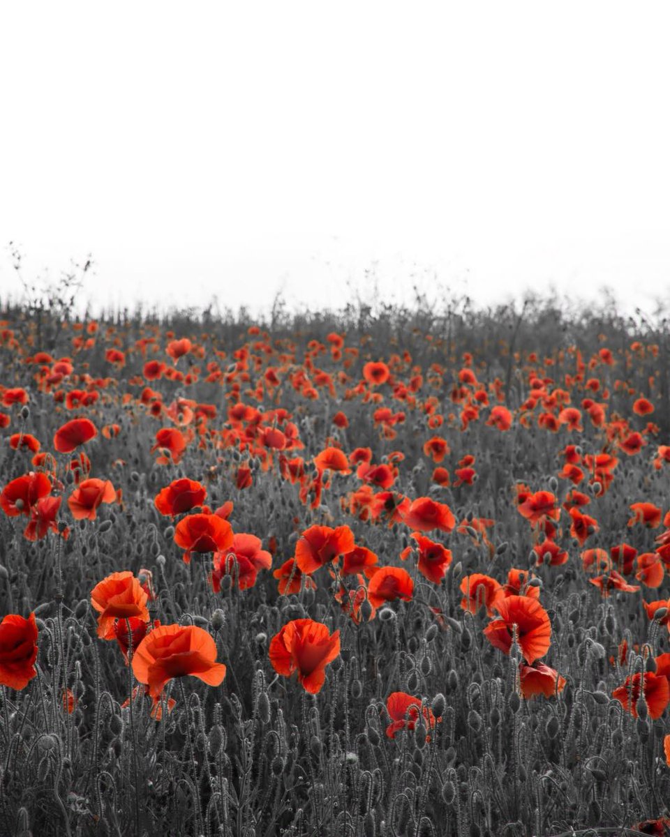 At the eleventh hour on the eleventh day of the eleventh month – we will remember them. We owe them everything ❤️ #RemembranceDay #lestweforget🌹