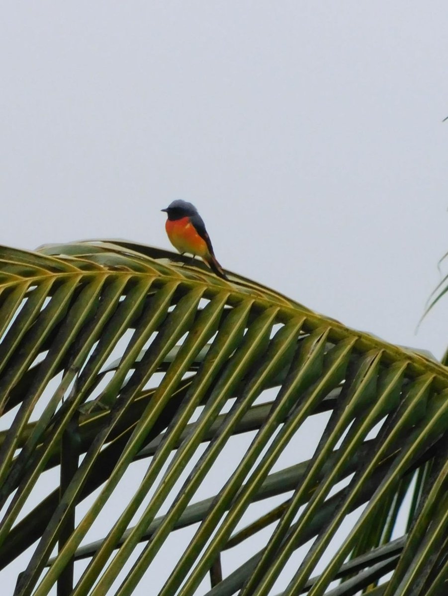 PraveenKanagal's tweet photo. Small minivet

#Smallminivet 
#birds #nature #wildlife #photography #kanagalphotography https://t.co/yakv8vzHBV