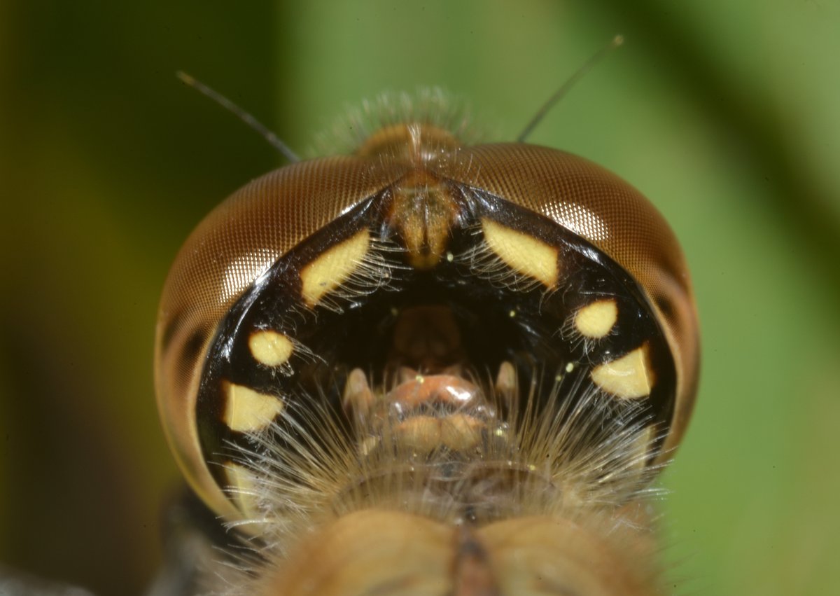 sabikikori5's tweet photo. #アキアカネ の後頭部。
色とか毛の生え方とか謎が多い。
#Sympetrum frequens #Libellulidae #Odonata https://t.co/nYwwYCJBoG