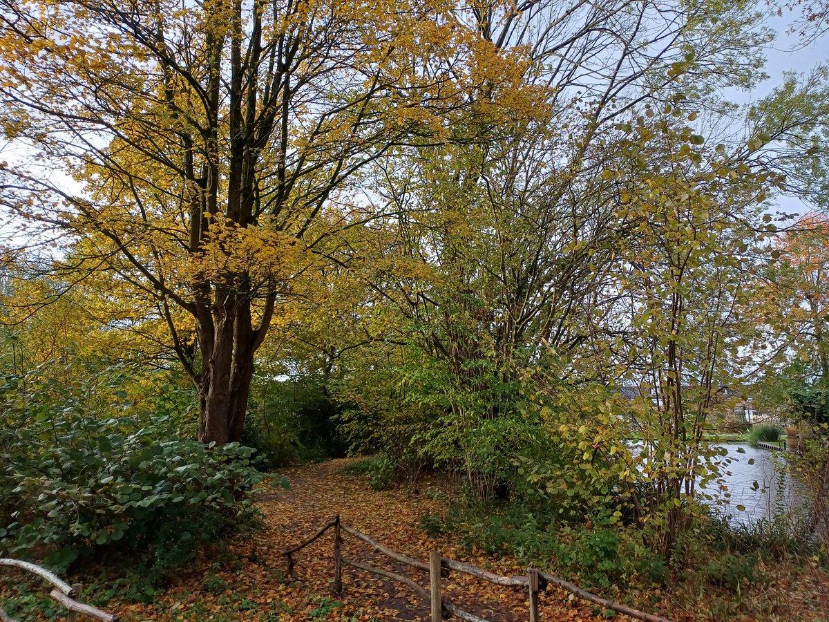 We hebben er even op moeten wachten. Twee weken later. Maar de herfst bekend  nu nog toch kleur. #heempad . <a href="/GemeenteGouda/">Gemeente Gouda</a> @michelk @WitteveenSjaak @GertOlbertijn