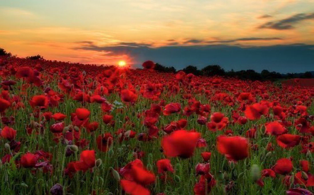 “When you go Home, tell them of us and say,
 For your Tomorrow, we gave our Today”. We will never forget. #RemembranceSunday