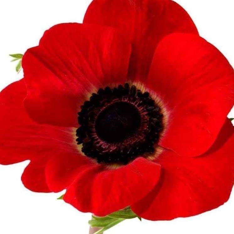 They shall grow not old, as we that are left grow old:
Age shall not weary them, nor the years condemn.
At the going down of the sun and in the morning
We will remember them.
We will remember them.

When You Go Home,
Tell Them Of Us And Say,
For Their Tomorrow,
We Gave Our Today.