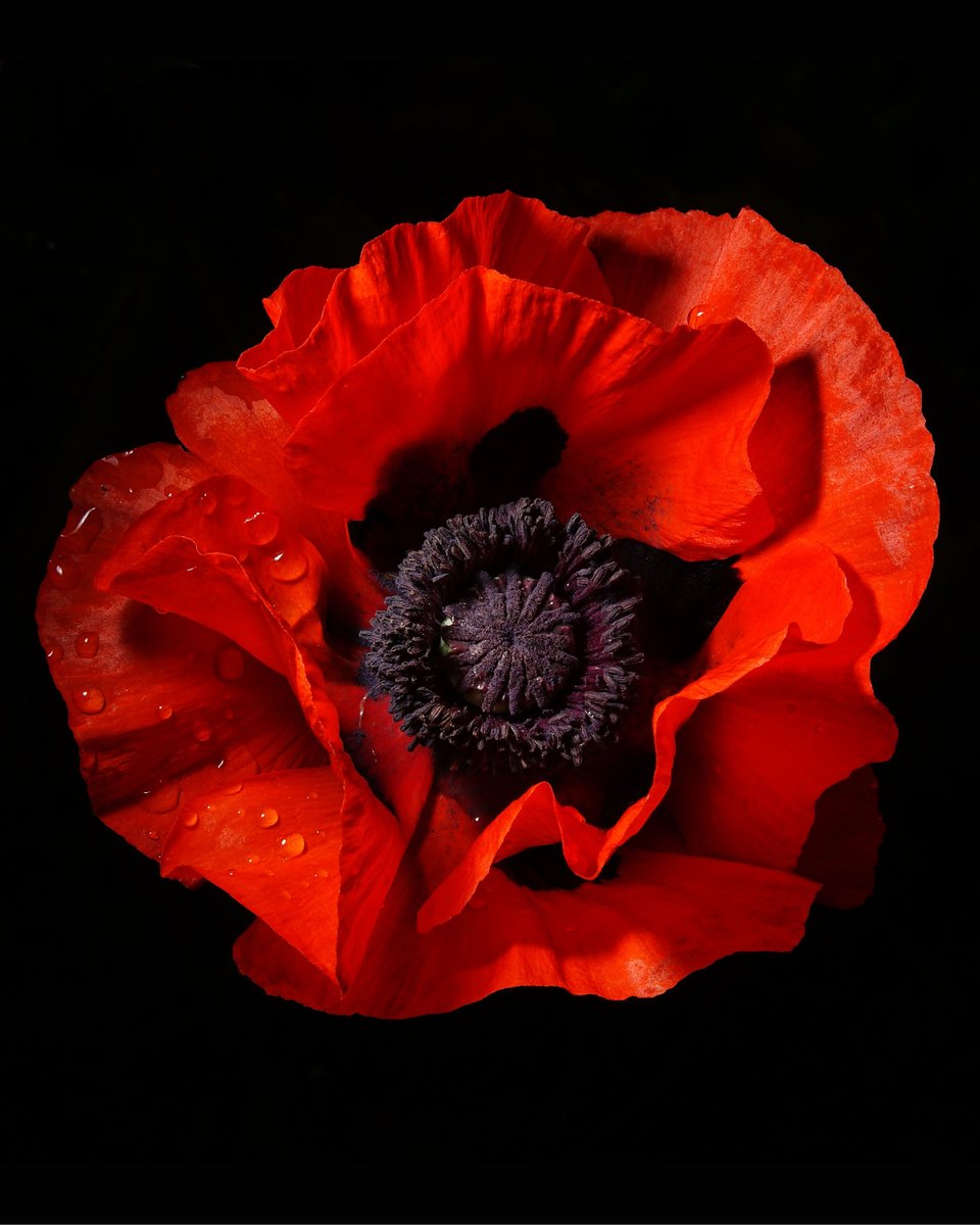 Lest we forget.
‘Loved and were loved, and now we lie in Flanders fields.’
 – In Flanders Fields, John McCrae