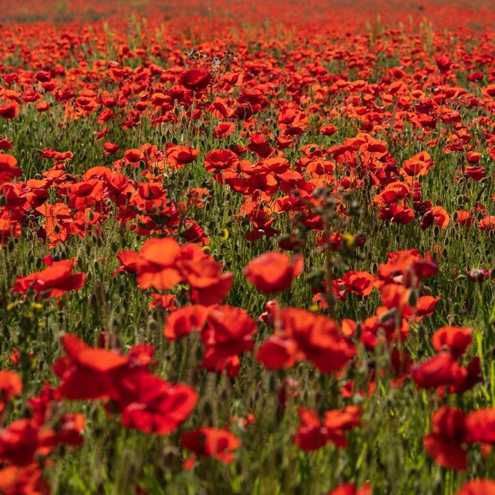 Lest we forget.

Today and this Remembrance Sunday, we will honour our fallen heroes with a two-minute silence at 11am.