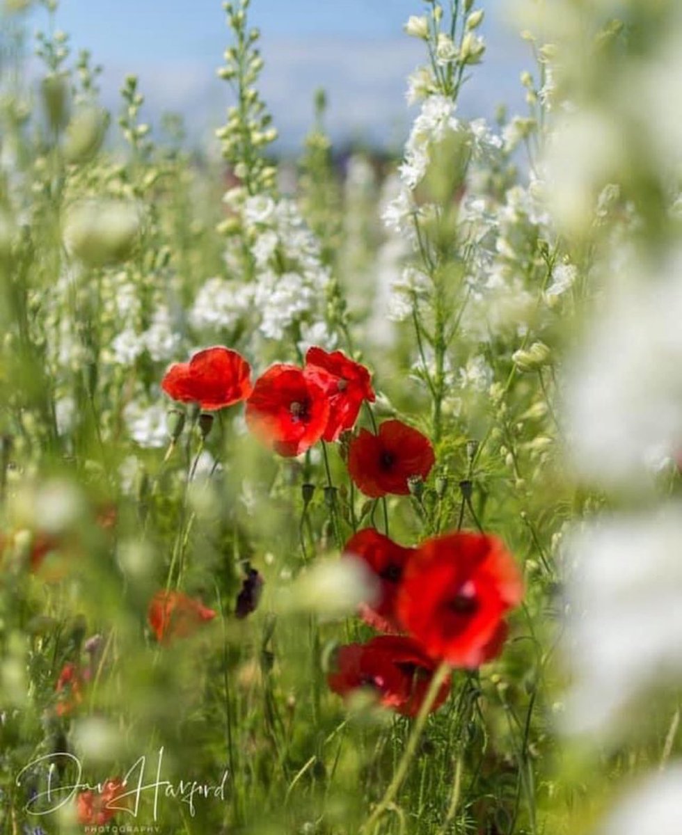 They shall grow not old, as we that are left grow old: 

Age shall not weary them, nor the years condemn.

At the going down of the sun and in the morning

We will remember them.

#RemembanceDay #ArmistaceDay  #Remember #LestWeForget2023
