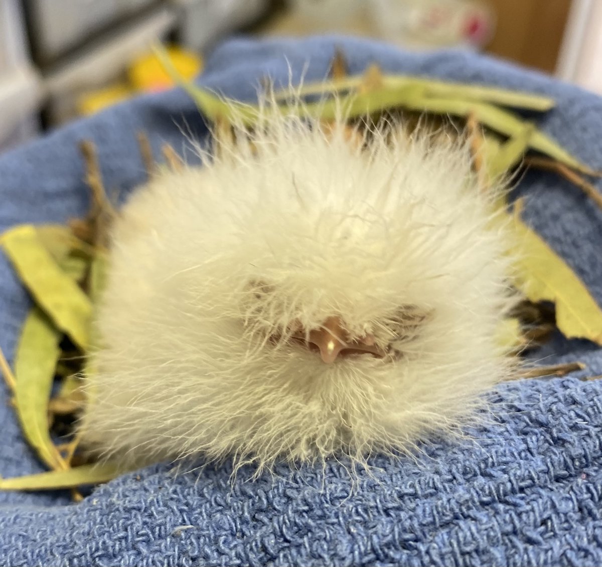 Bonorong Wildlife Sanctuary tweet media