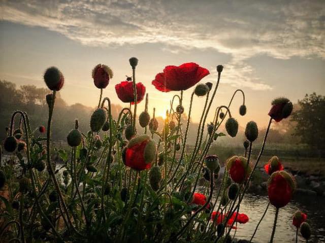 #LestWeForget 🌺