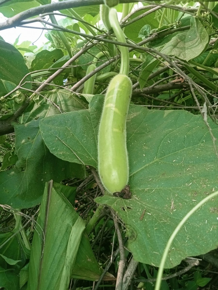 हजुर को तिर के भन्छन्😂