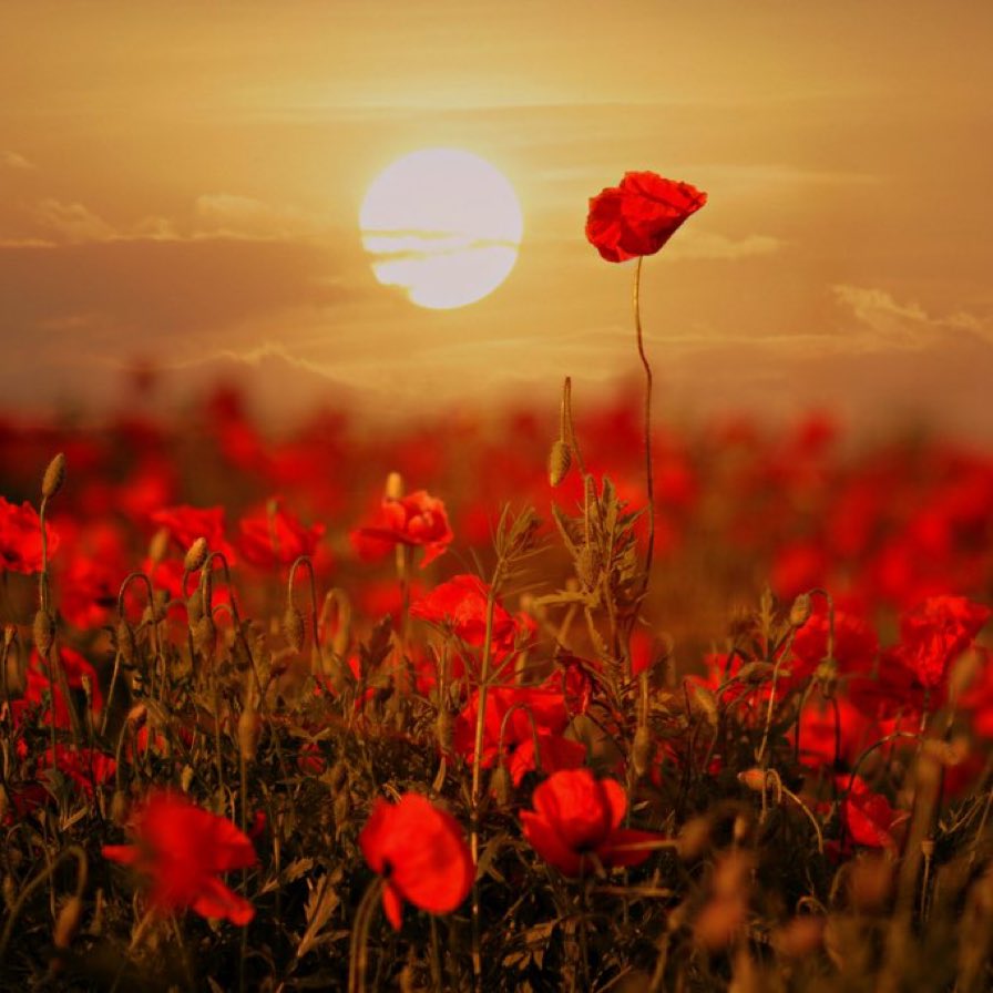 They shall grow not old, as we that are left grow old 
Age shall not weary them, nor the years condemn.
At the going down of the sun and in the morning
We will remember them.

#remembrance #remembranceday #remembrancesunday #11thnovember #armistice #armisticeday #britishlegion