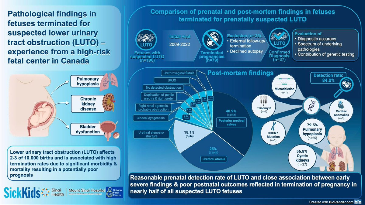 Nice achievement @about__juliane on your latest paper in @JUrology about pathology results in fetuses #terminated for suspected #LUTO. An important topic given the times and severe autopsy findings with this condition. auajournals.org/doi/10.1097/JU…