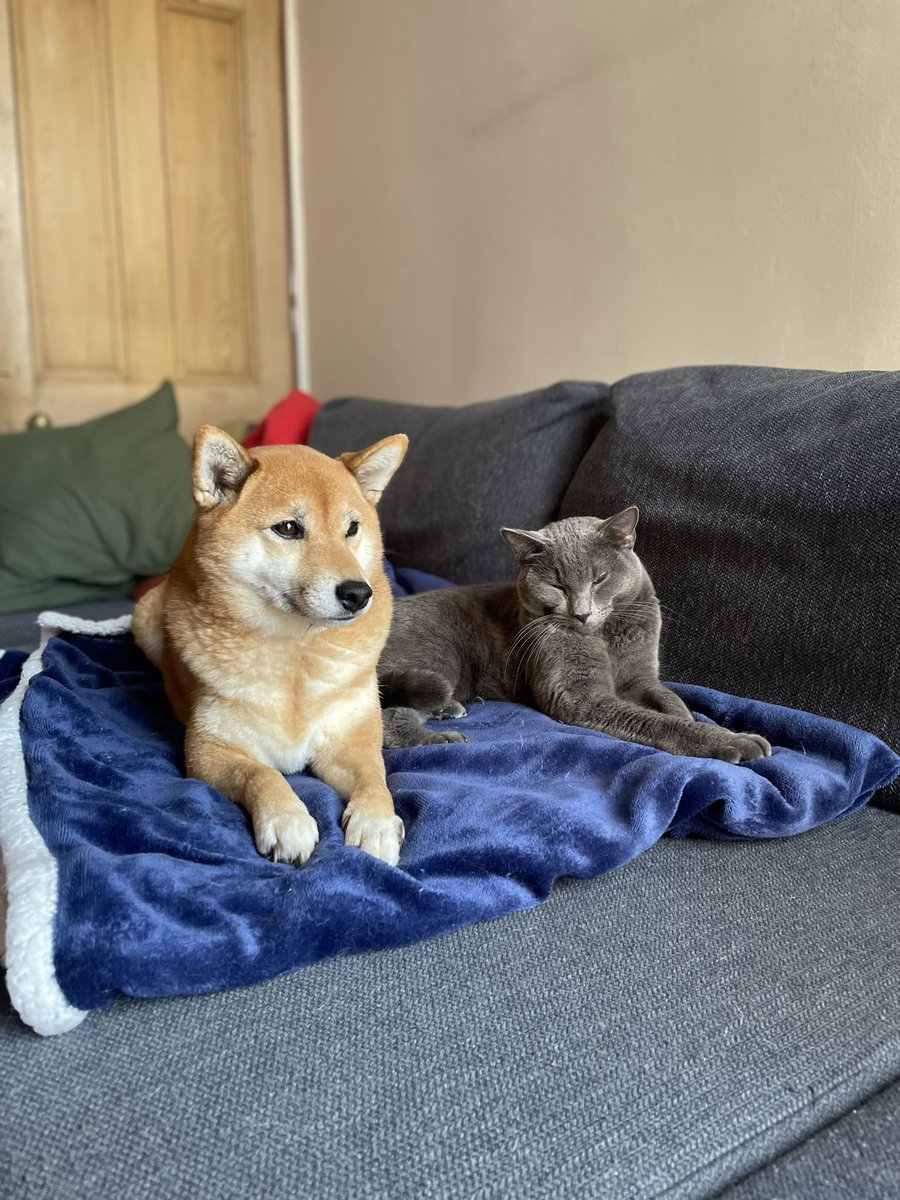 Playing with pets can be a #brain-boosting therapy.

When you play with your furry friend, your brain releases oxytocin, the 'love hormone,' reducing #stress and #anxiety.