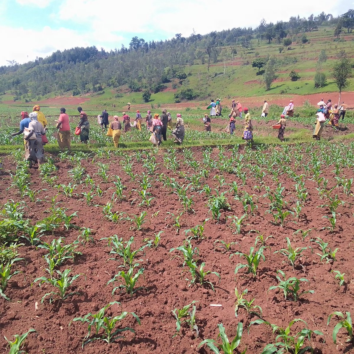 BAFUL RWANDA tweet media