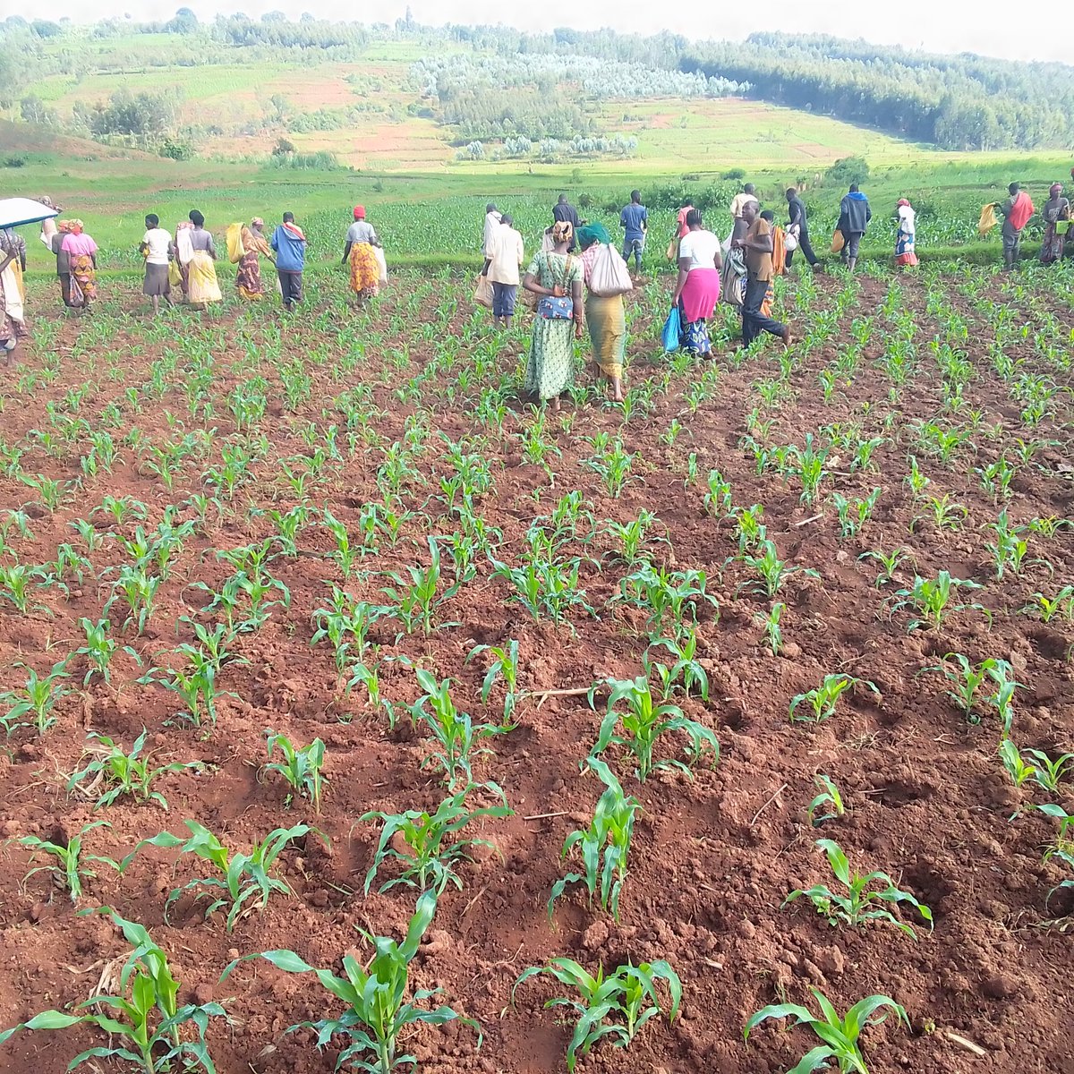 BAFUL RWANDA tweet media