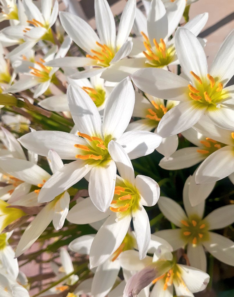 Kashuf Batool tweet media