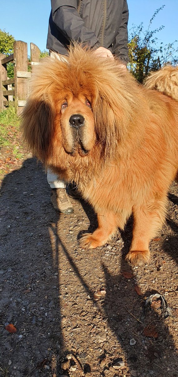 ktulu_r's tweet photo. Spotkalismy na spacerze takie cudo. Tibenham mastiff. Dog frendly ale nie przepada za ludzmi. Bratnia dusza. Rozumiem go😄😁 #Monthy https://t.co/I97GMNNtUI