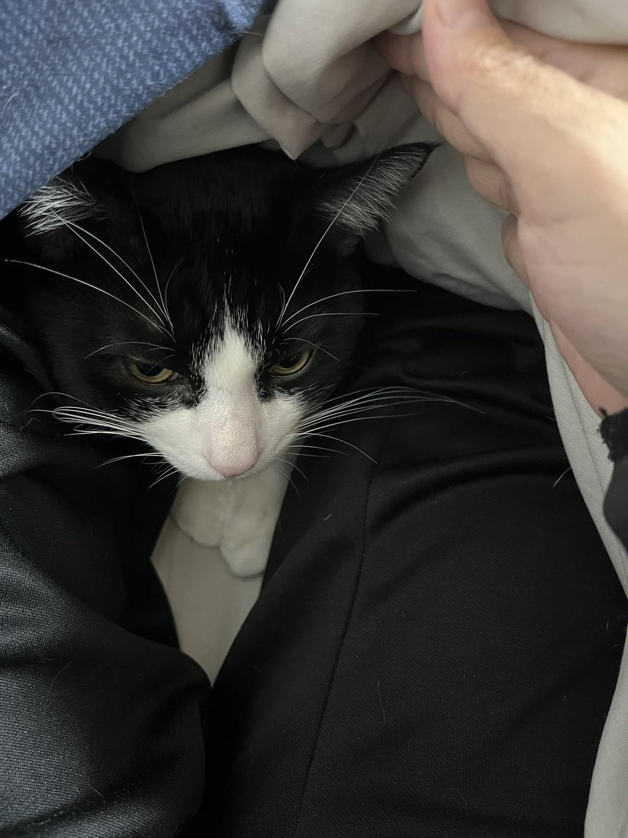 布団が暖かいと思ったら虎白いた🤣🤣

温めてくれてありがとう🤣