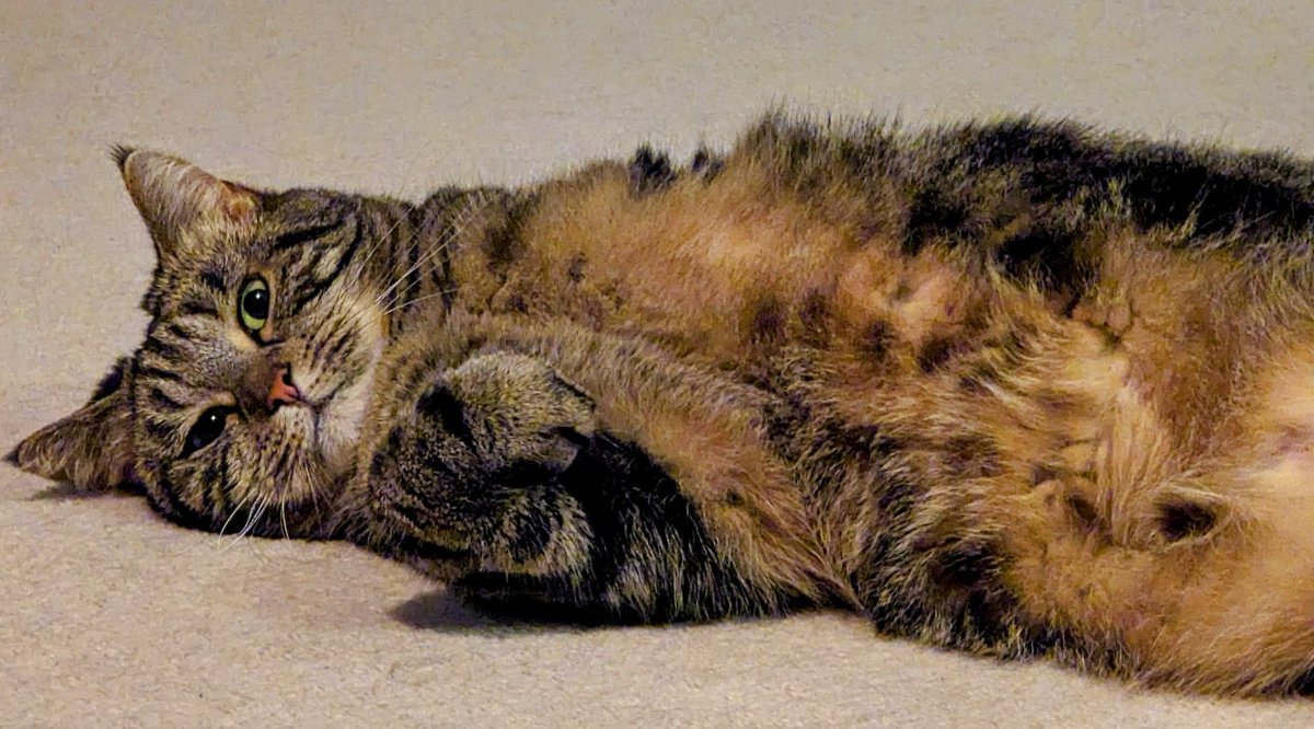 Lola The 3-Legged Cat 🏳️‍🌈👸🇺🇦 tweet media