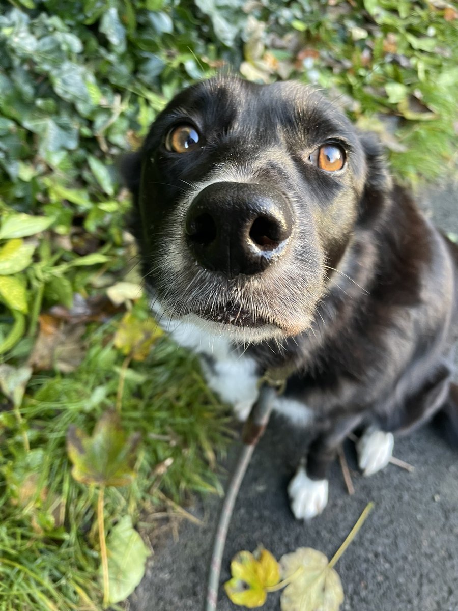 GeordieHound's tweet photo. Happy Sausage Saturday! 
We are having guests over later so I need to spend some time getting dog hair on everything and practicing not barking. I might see if we can fit in a little adventure too! https://t.co/Sxfc2HqxXR
