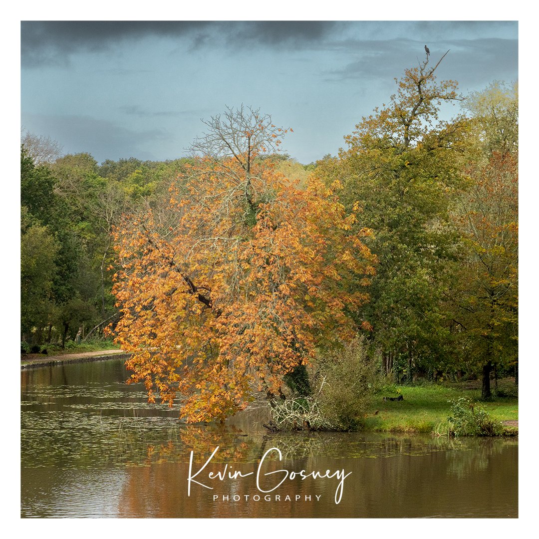 kevgosphoto's tweet photo. Solo golden tree. Staunton, Havant, Hampshire.

#tree #autumn #autumnvibes🍁 #hampshire #havant #pond #amazing https://t.co/KIdsBgS9WW