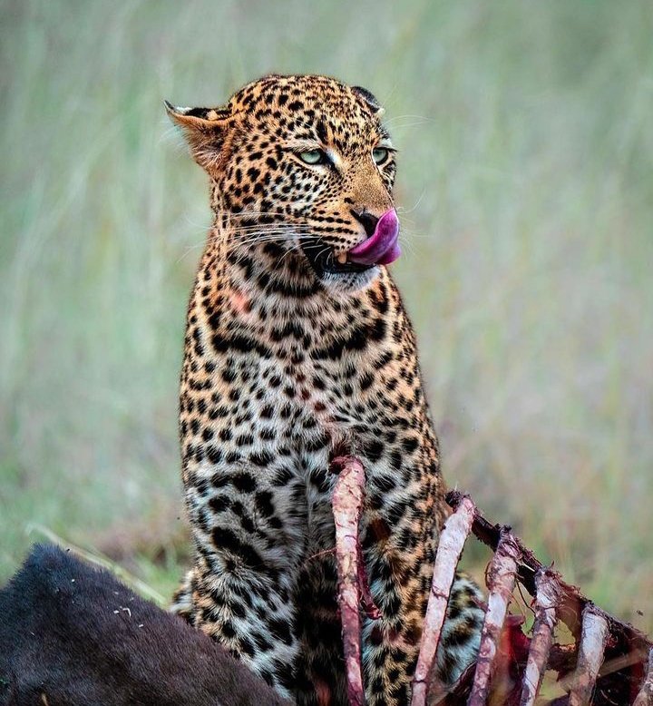 Tasty 🤤😋

Photo credit @WildestAfrica