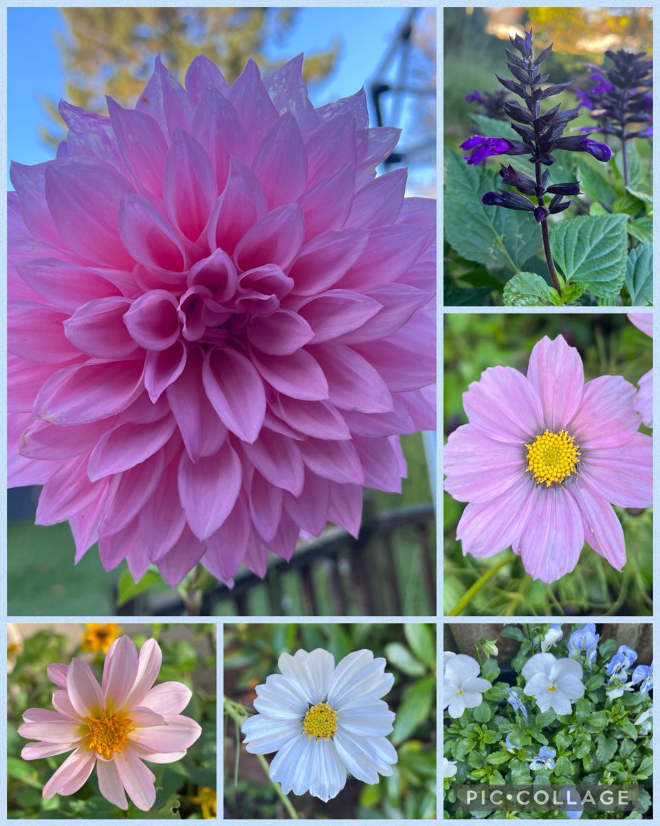 Amazed that it’s #ArmistaceDay and there’s still enough colour for another #sixonsaturday! Hoping to get out in the garden today and make the most of the sunshine. Have a good day everyone, stay safe 🌸💕💙💜🍁 #mygarden #AutumnVibes #PeaceForAll #LestWeForget2023 #GardeningX