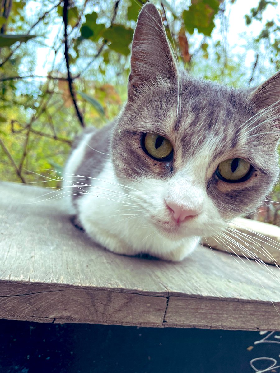 ~noluv brat pişik görməmisən?