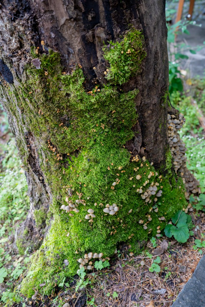 YeHangHarry's tweet image. Moss photo reference
Shot by me via Sony a7r4 at 云南
Find more in comment👇🏻
#EnvironmentArt #TextureReference