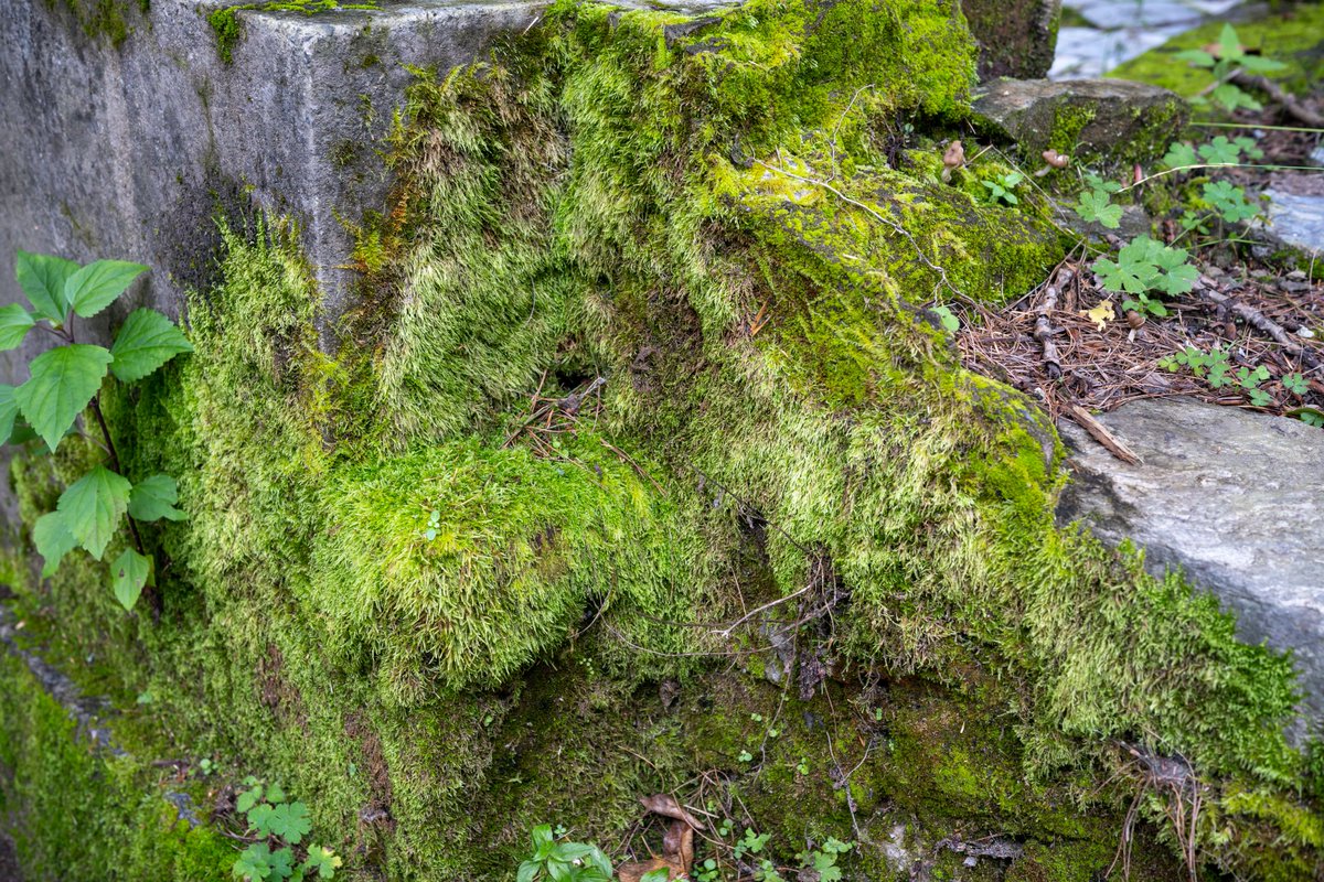 YeHangHarry's tweet image. Moss photo reference
Shot by me via Sony a7r4 at 云南
Find more in comment👇🏻
#EnvironmentArt #TextureReference