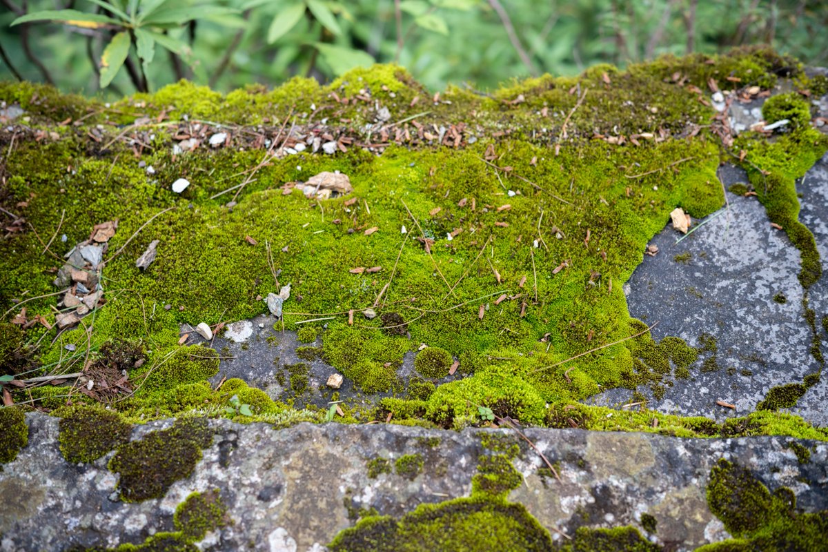 YeHangHarry's tweet image. Moss photo reference
Shot by me via Sony a7r4 at 云南
Find more in comment👇🏻
#EnvironmentArt #TextureReference