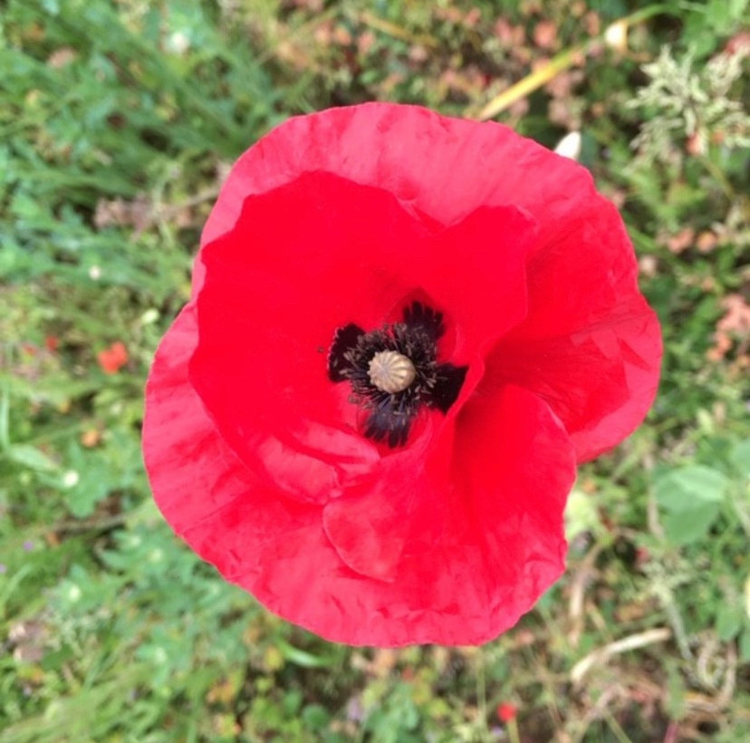 On the 11th hour of the 11th day of the 11th month.
We will remember them.
Those who sacrificed so much for our freedom.

#lestweforget
#armisticeday
#remembranceday
#wewillremememberthem