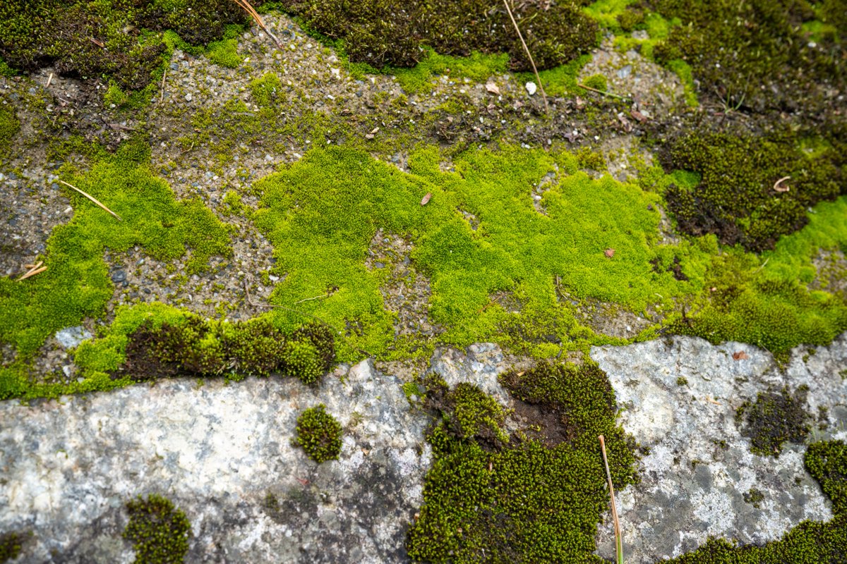 YeHangHarry's tweet image. Moss photo reference
Shot by me via Sony a7r4 at 云南
Find more in comment👇🏻
#EnvironmentArt #TextureReference