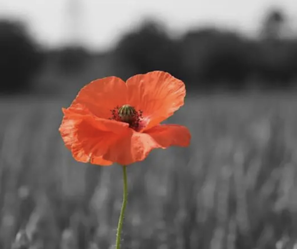 They shall grow not old, as we that are left grow old.
Age shall not weary them, nor the years condemn.
At the going down of the sun and in the morning,
We will remember them.

#LestWeForget 
#RememberanceDay