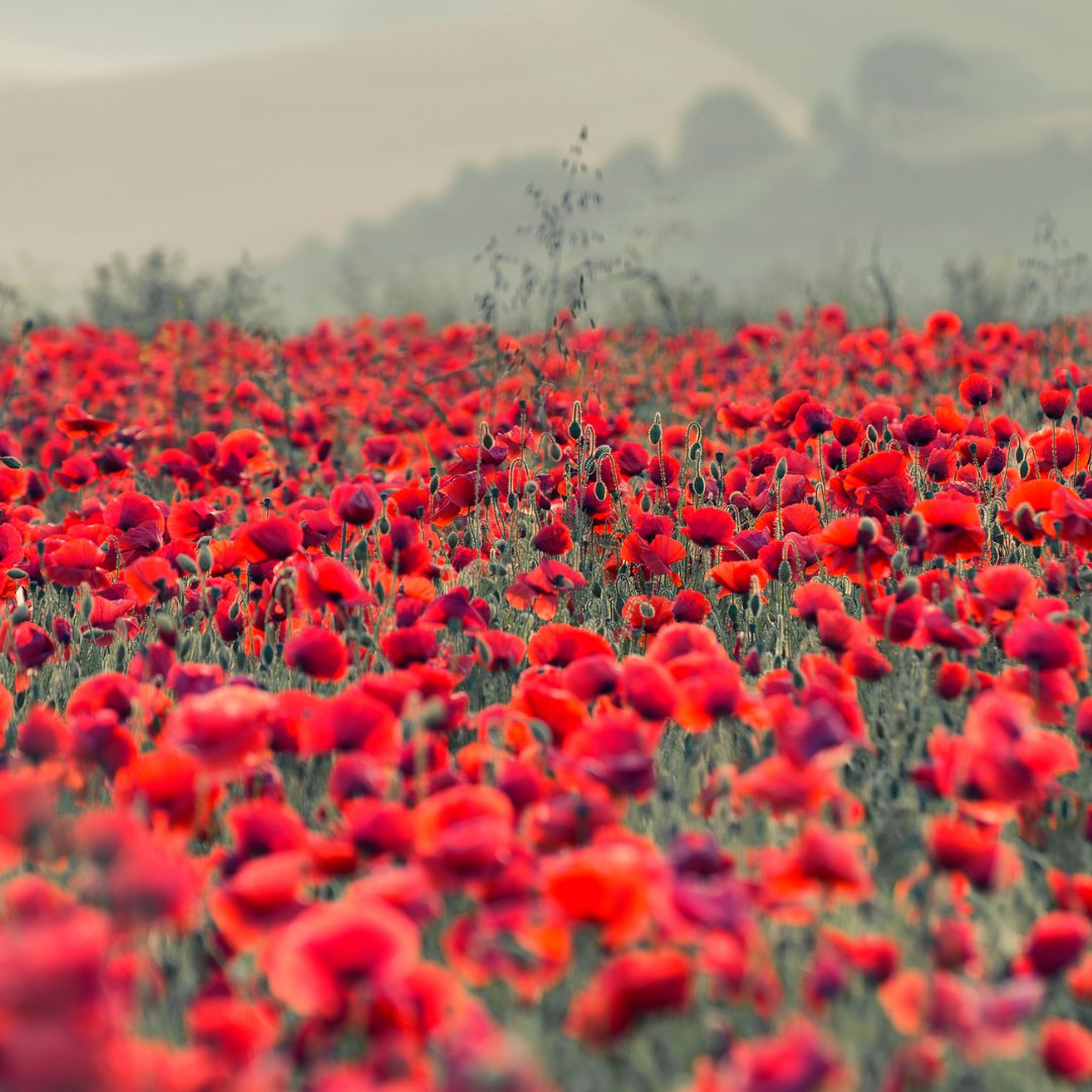 They shall grow not old, as we that are left grow old, Age shall not weary them, nor the years condemn. At the going down of the sun, and in the morning We will remember them.