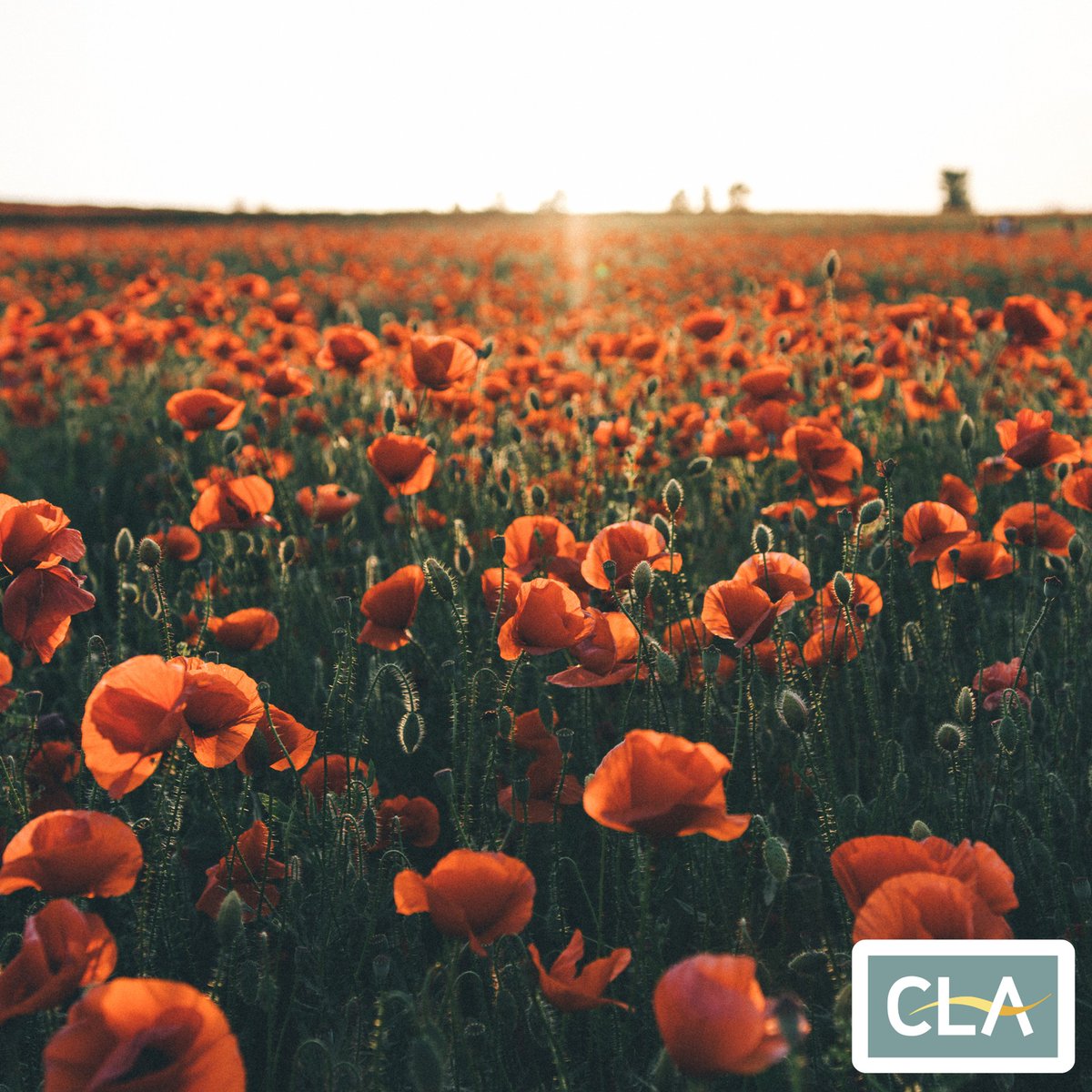 We will remember them. 

This weekend, we pay tribute to the sacrifices of those who came before us.

#ArmisticeDay #Rememberance #LestWeForget